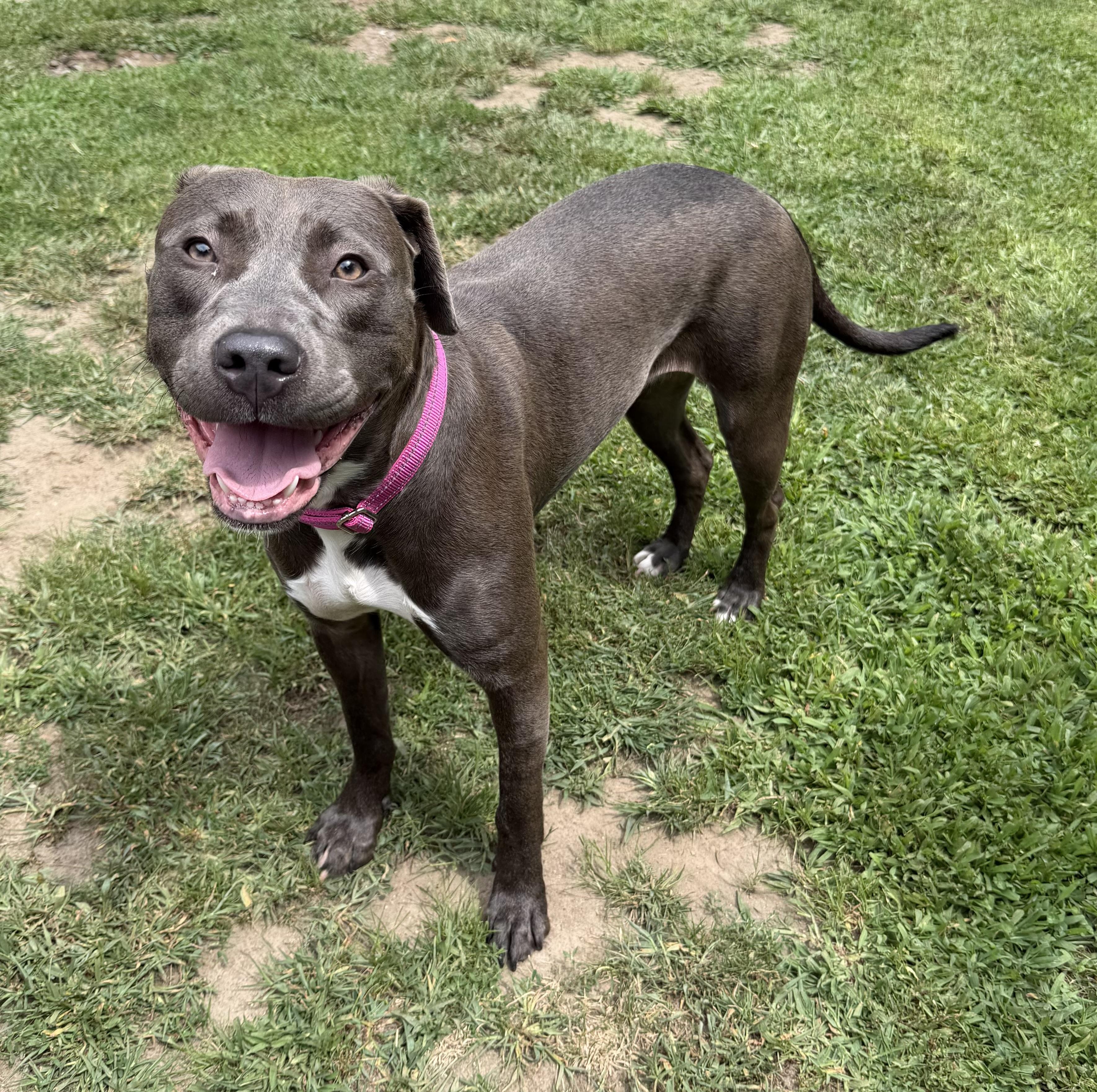 Enlarge Penny, a ADOPTABLE mixed breed in Pelham, NH image 5/5