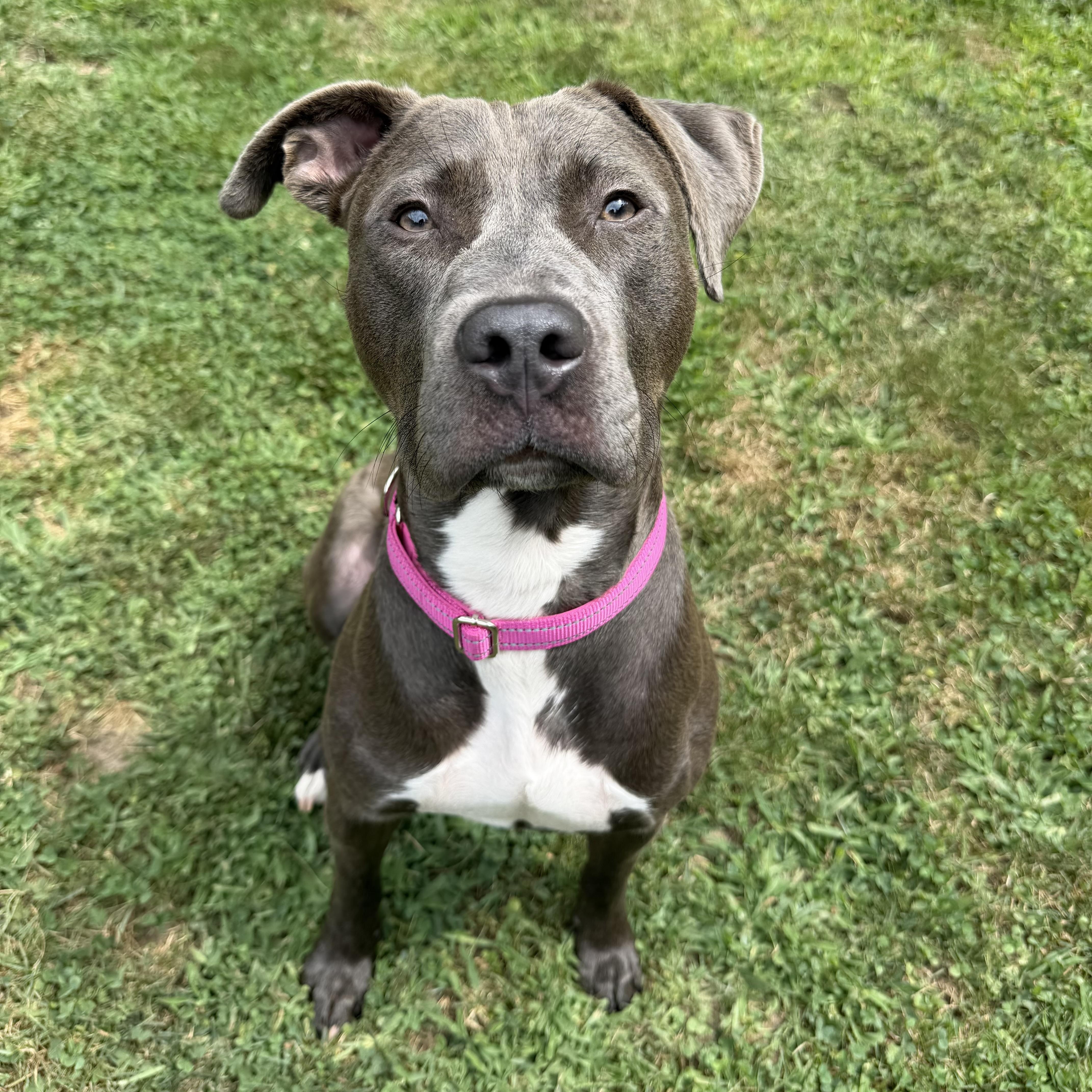 Enlarge Penny, a ADOPTABLE mixed breed in Pelham, NH image 1/5