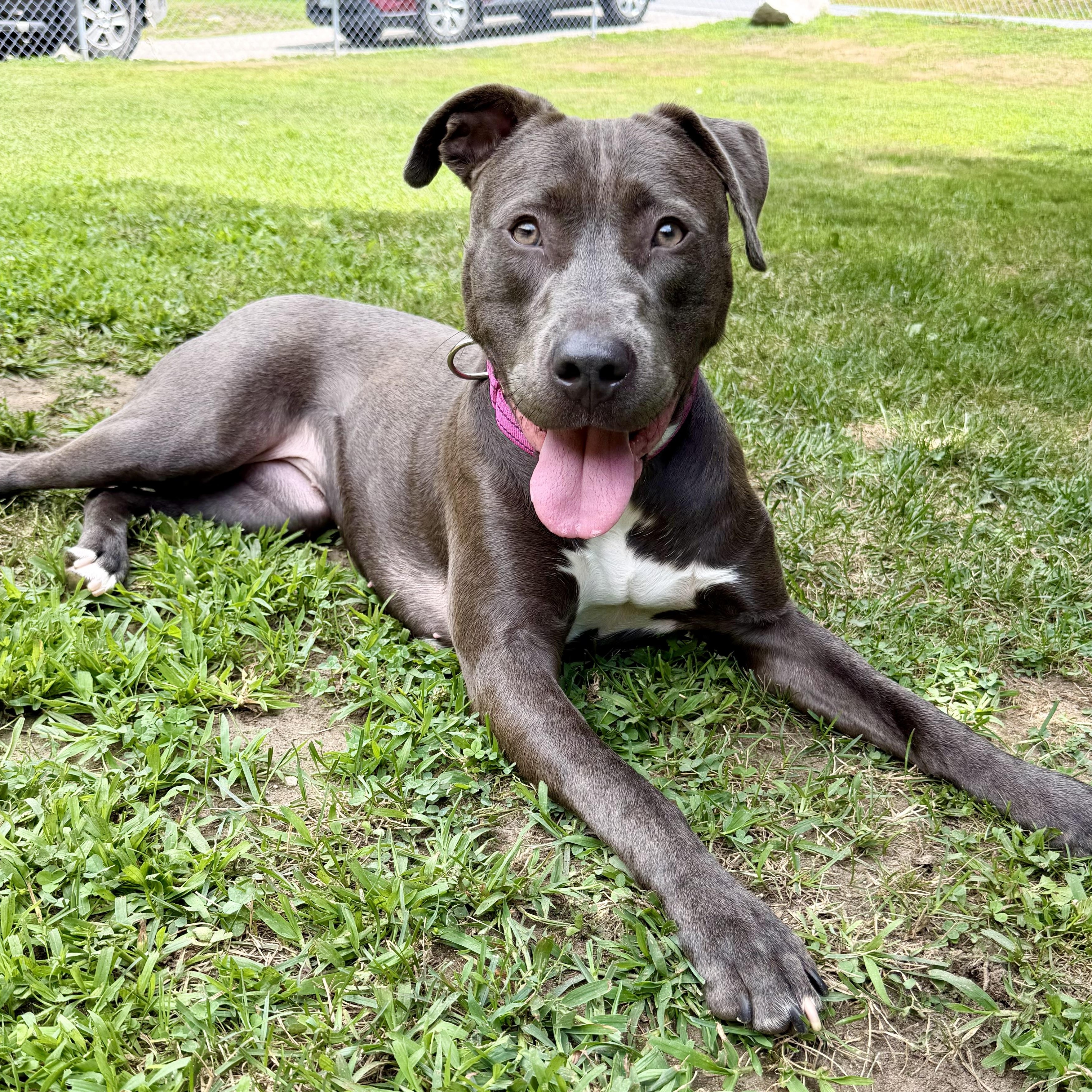 Enlarge Penny, a ADOPTABLE mixed breed in Pelham, NH image 2/5