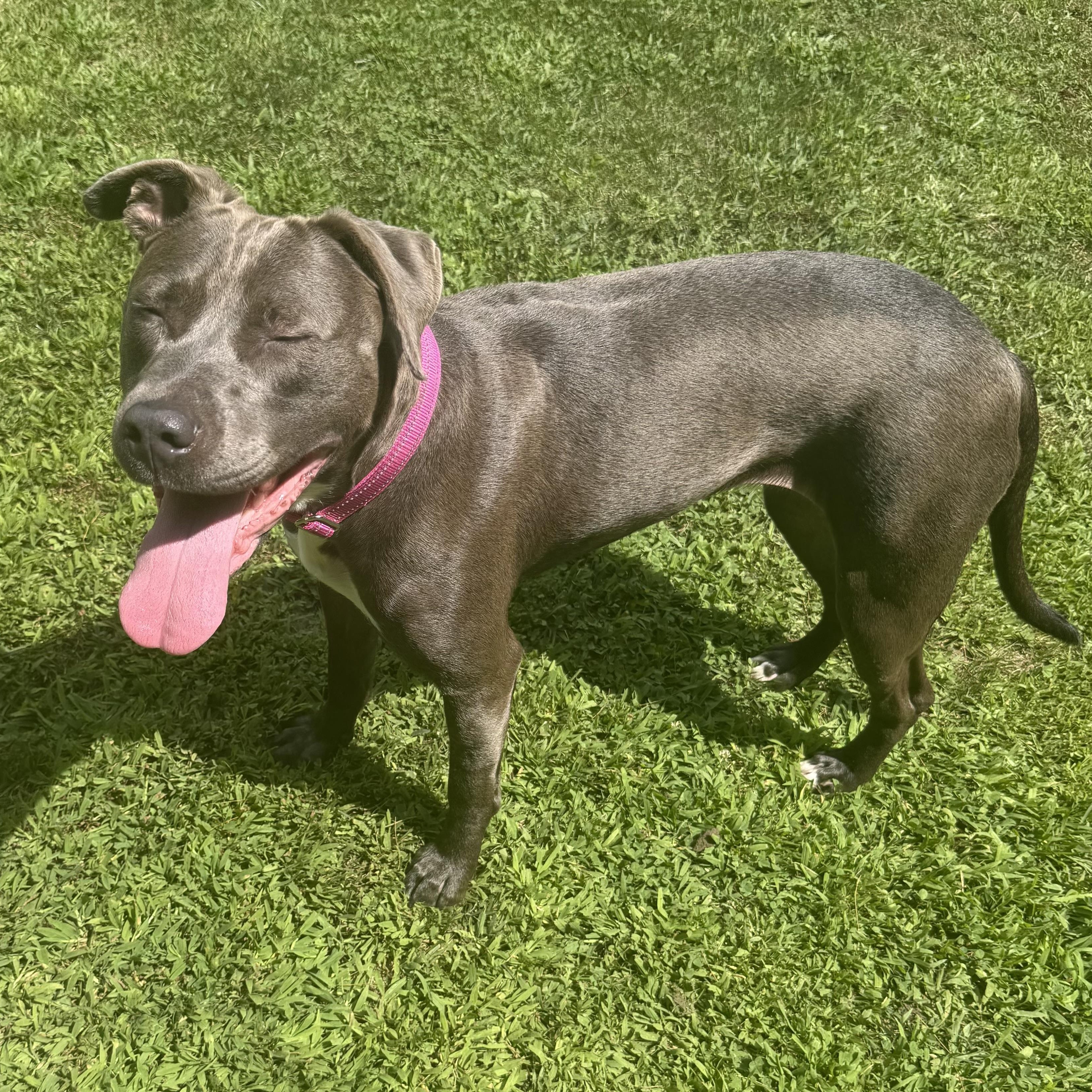 Enlarge Penny, a ADOPTABLE mixed breed in Pelham, NH image 4/5
