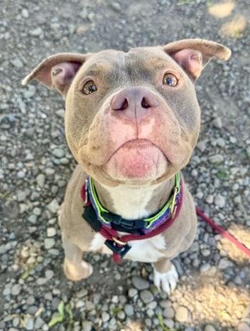 Nora, an adopted Pit Bull Terrier in Buffalo, NY image 3/4