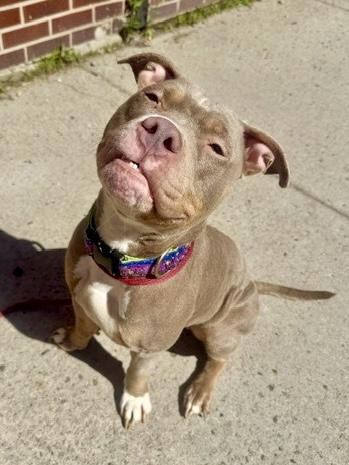 Nora, an adopted Pit Bull Terrier in Buffalo, NY image 4/4