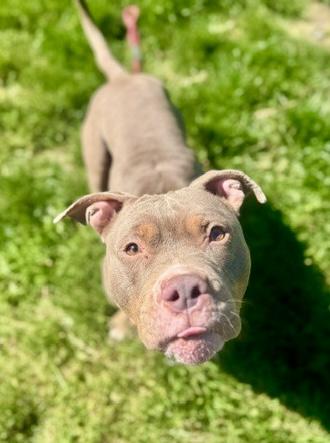 Nora, an adopted Pit Bull Terrier in Buffalo, NY image 2/4