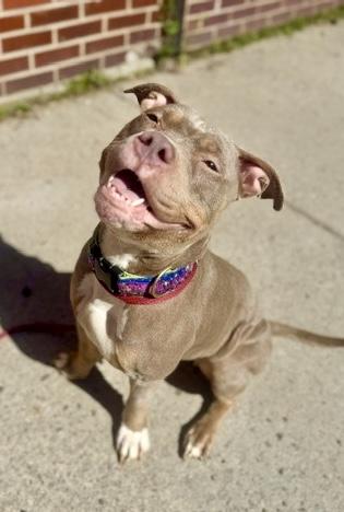 Nora, an adopted Pit Bull Terrier in Buffalo, NY image 1/4