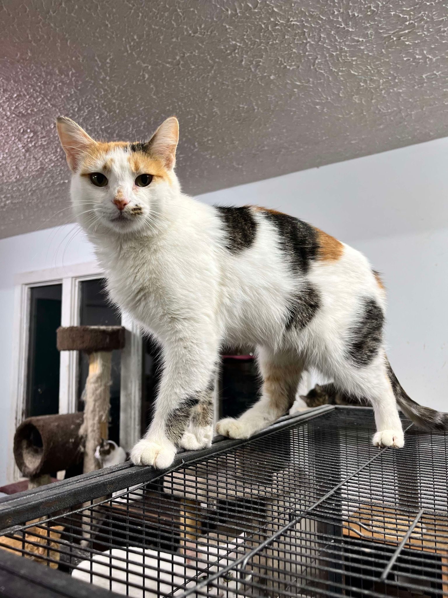 Faye, Adoptable, Adult Female Calico & Tabby.