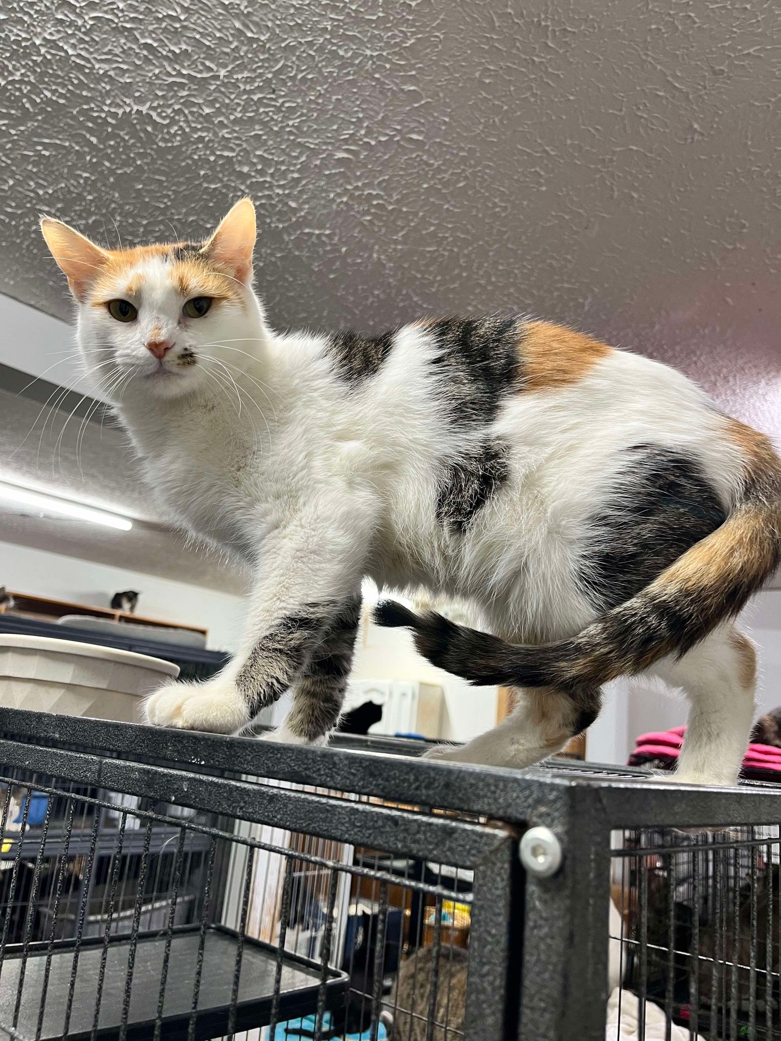 Enlarge Faye, a Adoptable mixed breed in Marion, IN image 2/2