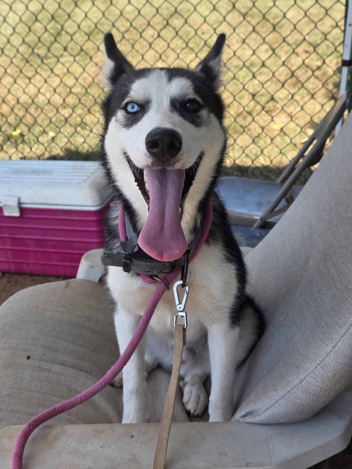 Balto