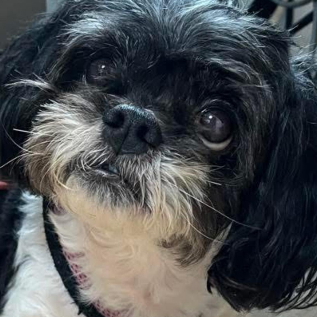 Dia Peke-Tzu, Adoptable, Adult Female Pekingese & Shih Tzu.
