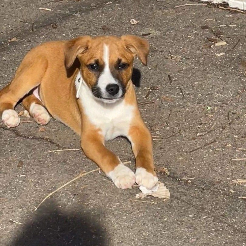 Dougie