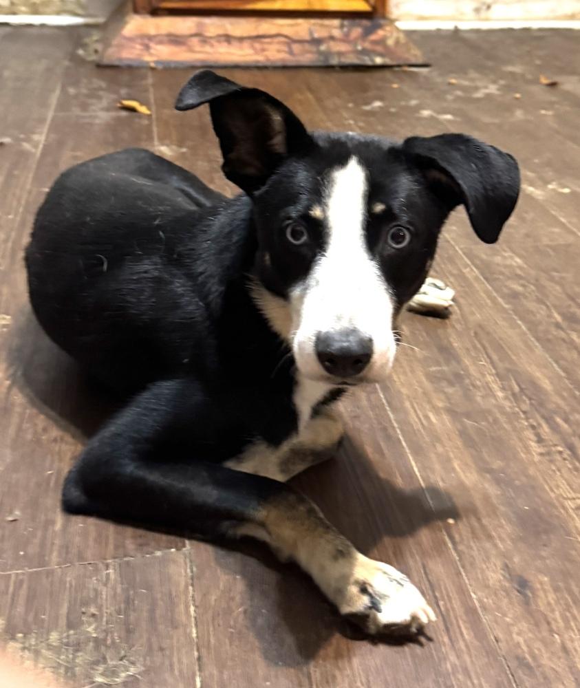 Whippets for Adoption in Brickerville, Pennsylvania | Petfinder