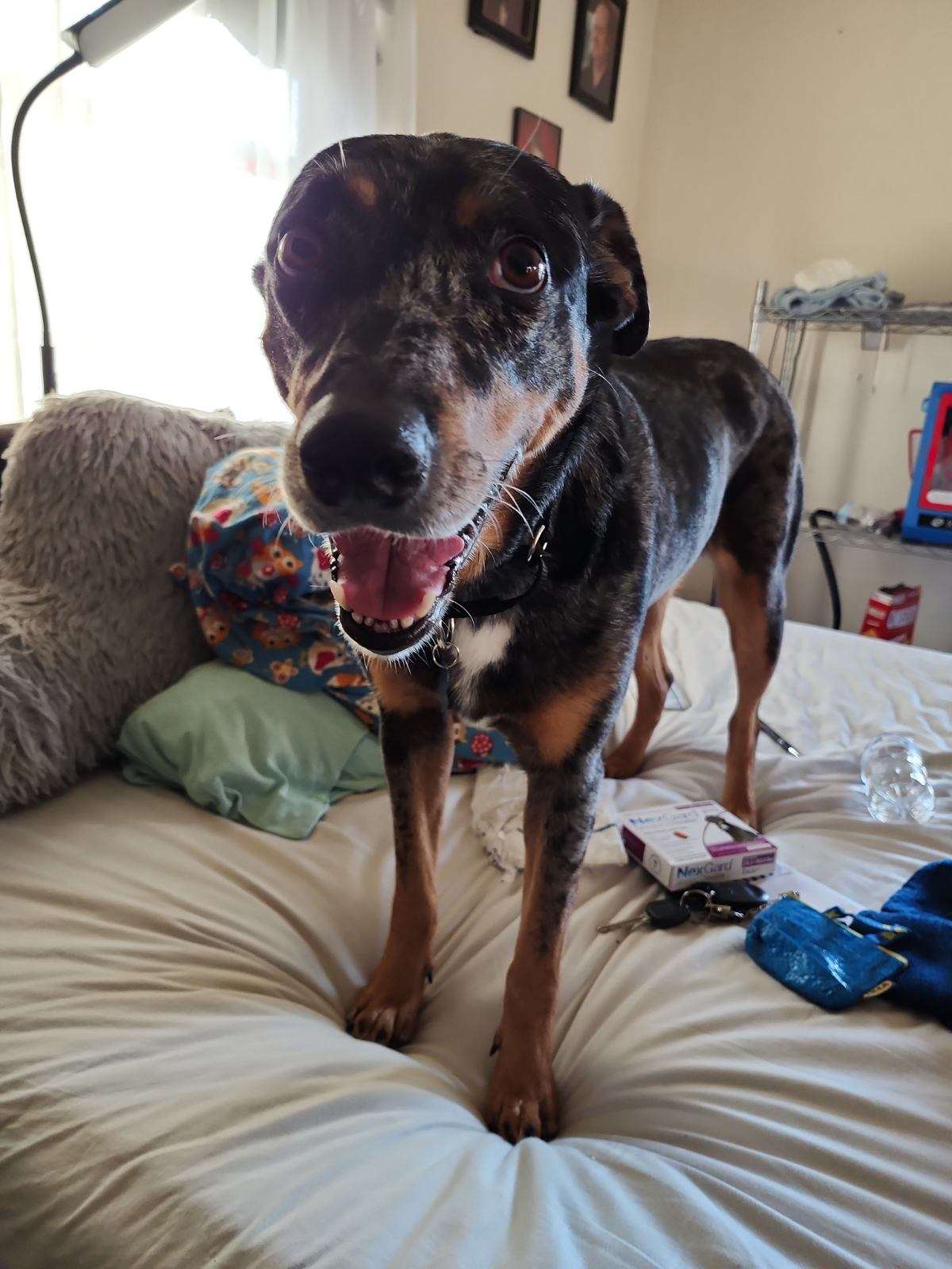 Nessa, a Adopted Catahoula Leopard Dog in POCOMOKE CITY, MD image 5/5