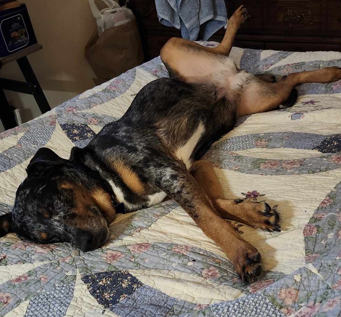 Nessa, a Adopted Catahoula Leopard Dog in POCOMOKE CITY, MD image 2/5