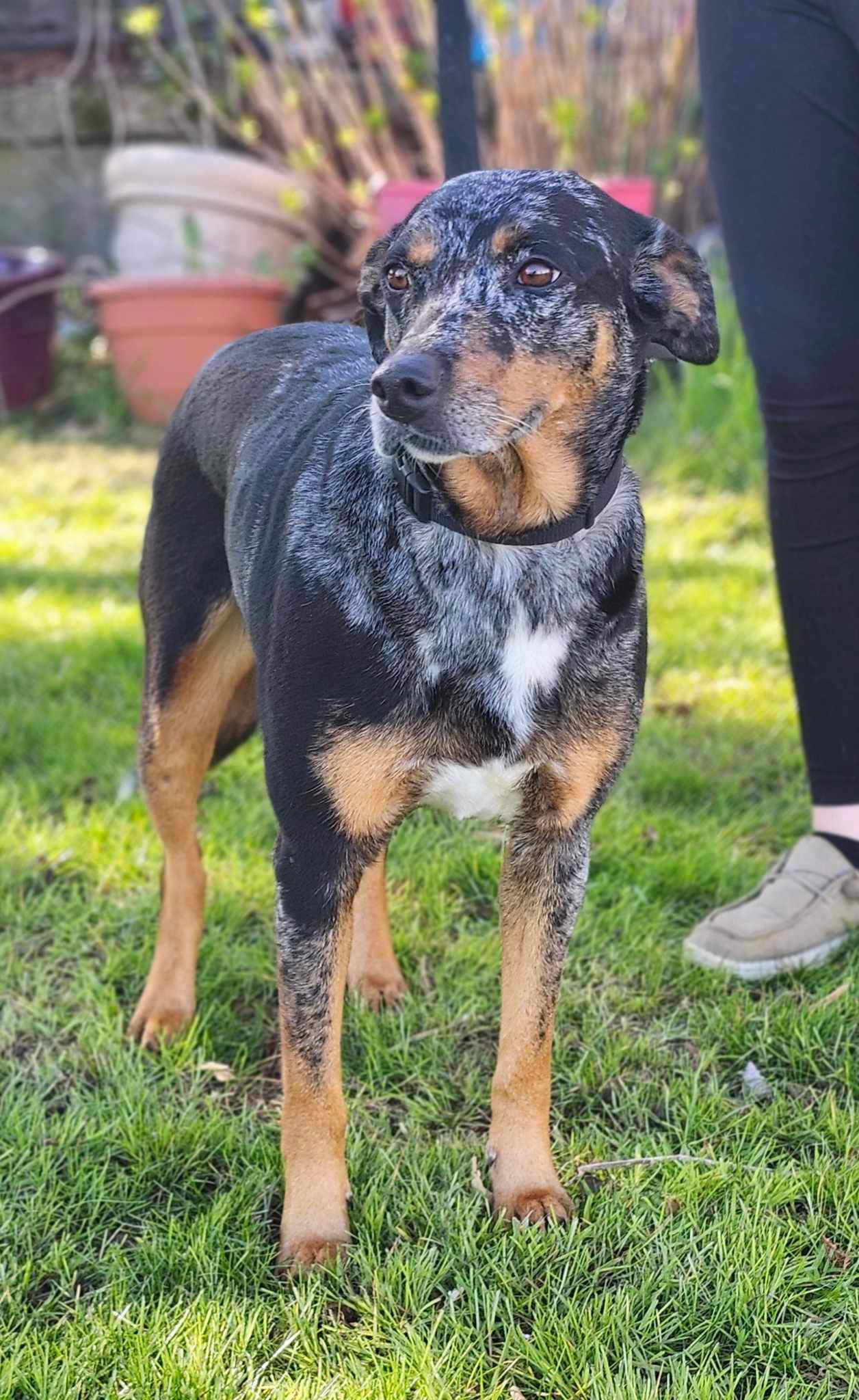 Nessa, a Adopted Catahoula Leopard Dog in POCOMOKE CITY, MD image 1/5
