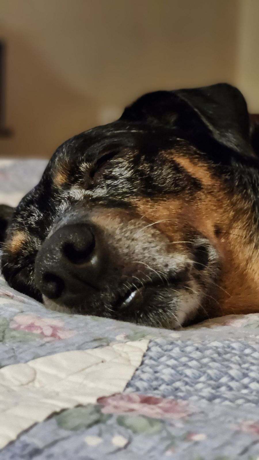 Nessa, a Adopted Catahoula Leopard Dog in POCOMOKE CITY, MD image 3/5