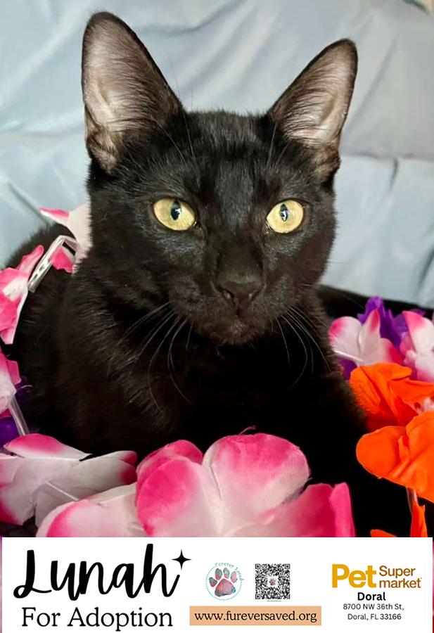 Enlarge Lunah, a ADOPTABLE Domestic Short Hair in Miami, FL image 6/7