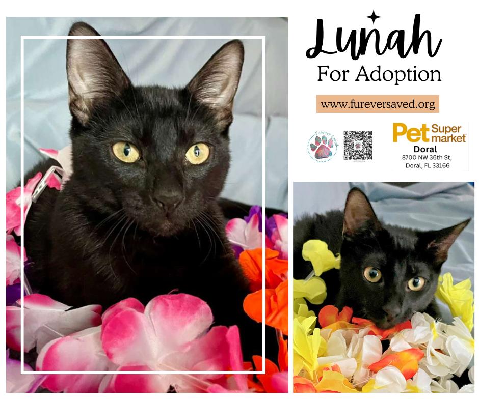 Lunah, ADOPTABLE, Kitten Female Domestic Short Hair.