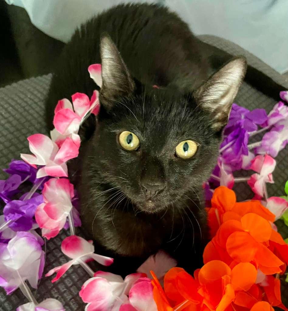 Enlarge Lunah, a ADOPTABLE Domestic Short Hair in Miami, FL image 7/7