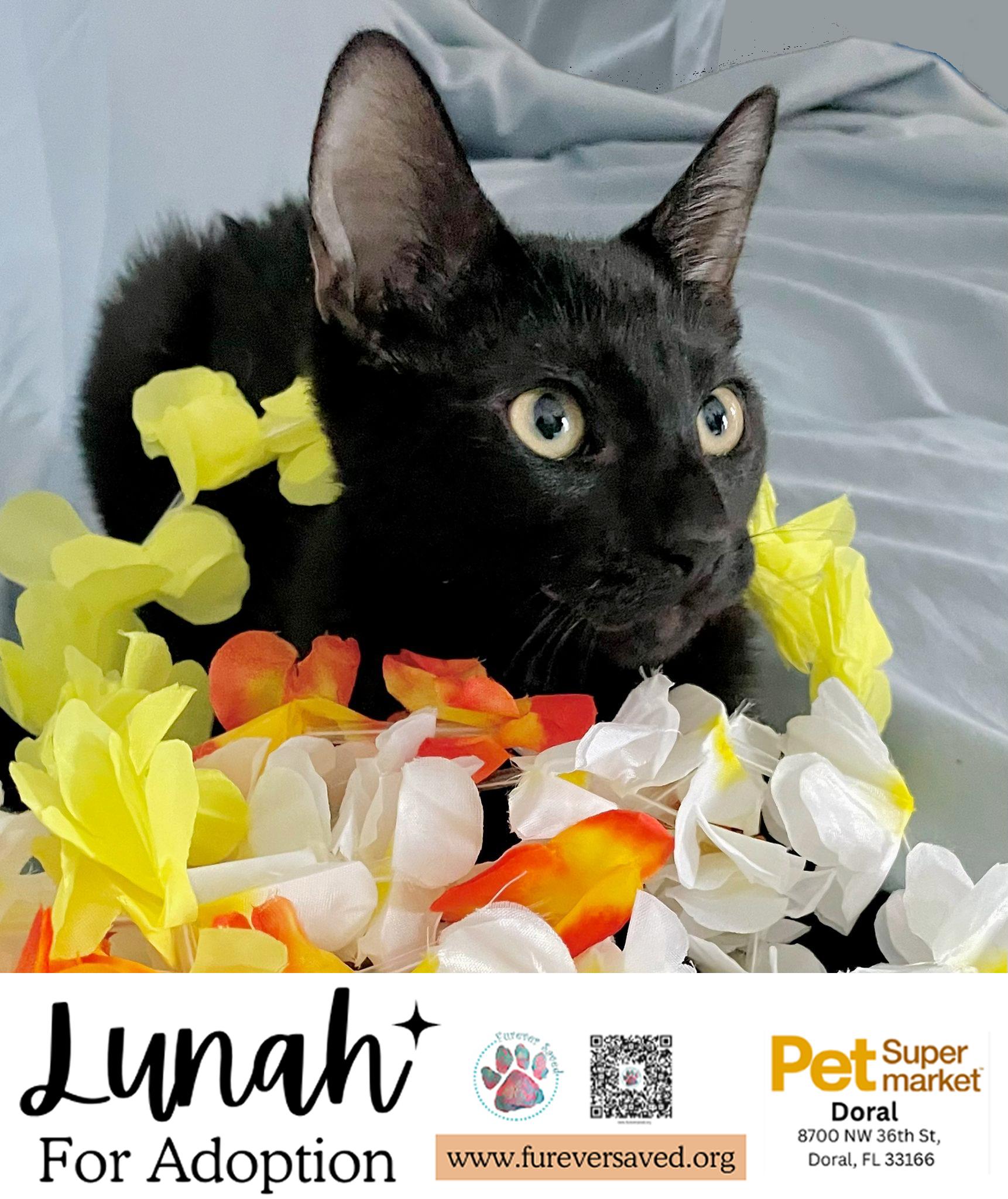 Enlarge Lunah, a ADOPTABLE Domestic Short Hair in Miami, FL image 5/7