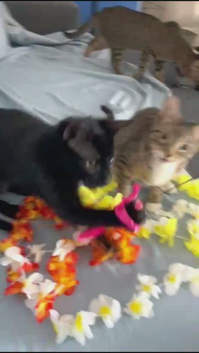 Enlarge Lunah, a ADOPTABLE Domestic Short Hair in Miami, FL video 3/7