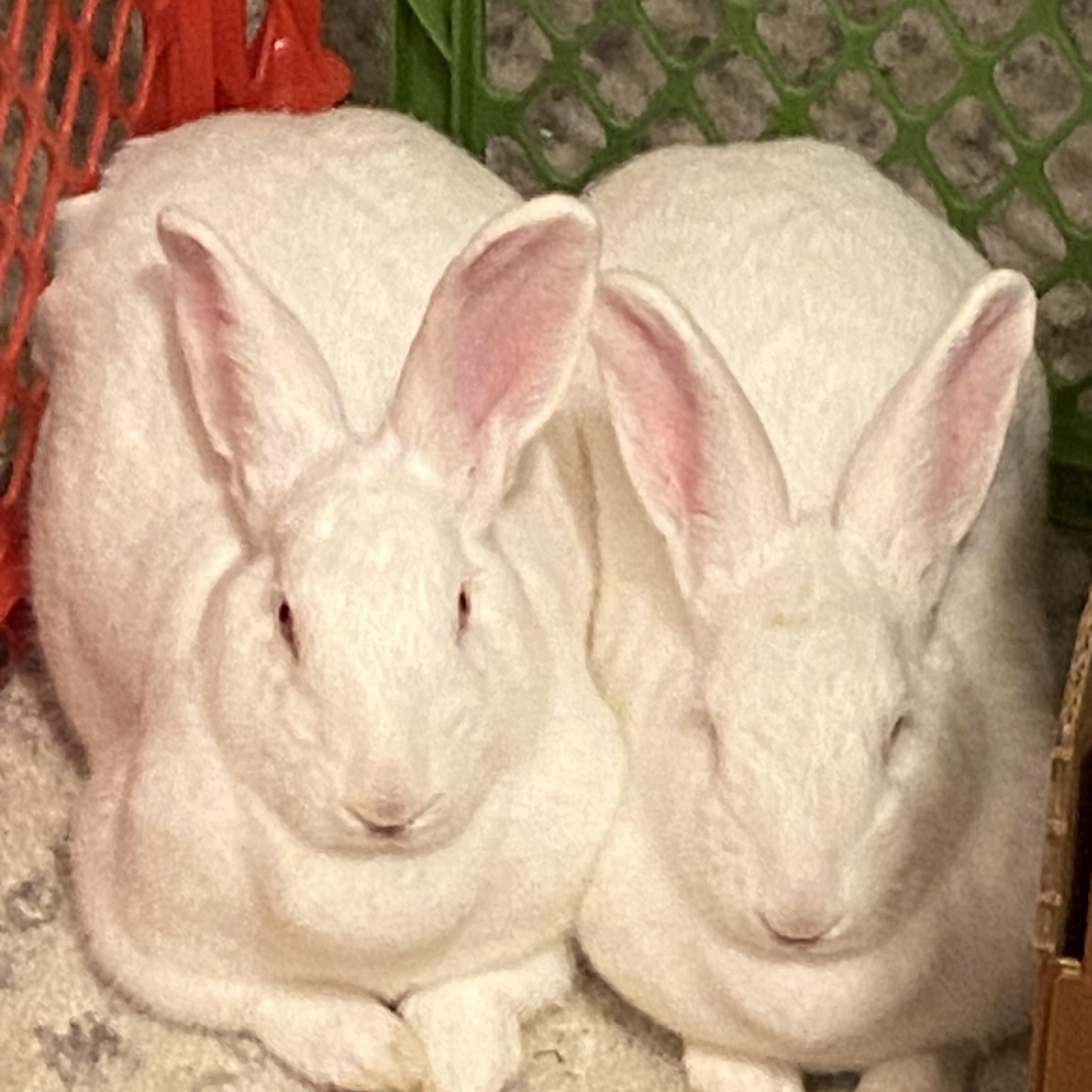Enlarge BLIZZY & SERENITY, a Adoptable New Zealand in Forest Hills, NY image 5/6