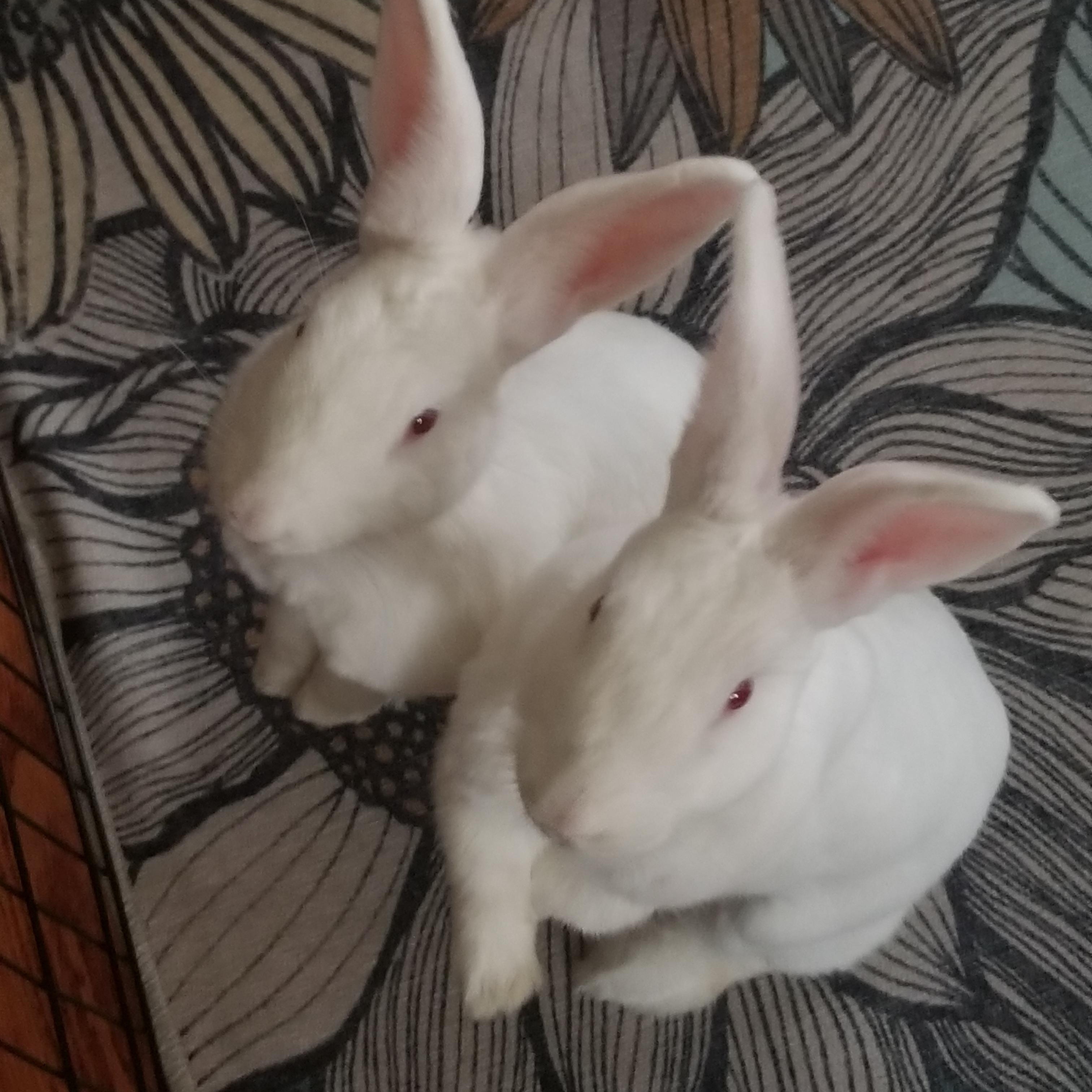 Enlarge BLIZZY & SERENITY, a Adoptable New Zealand in Forest Hills, NY image 4/6