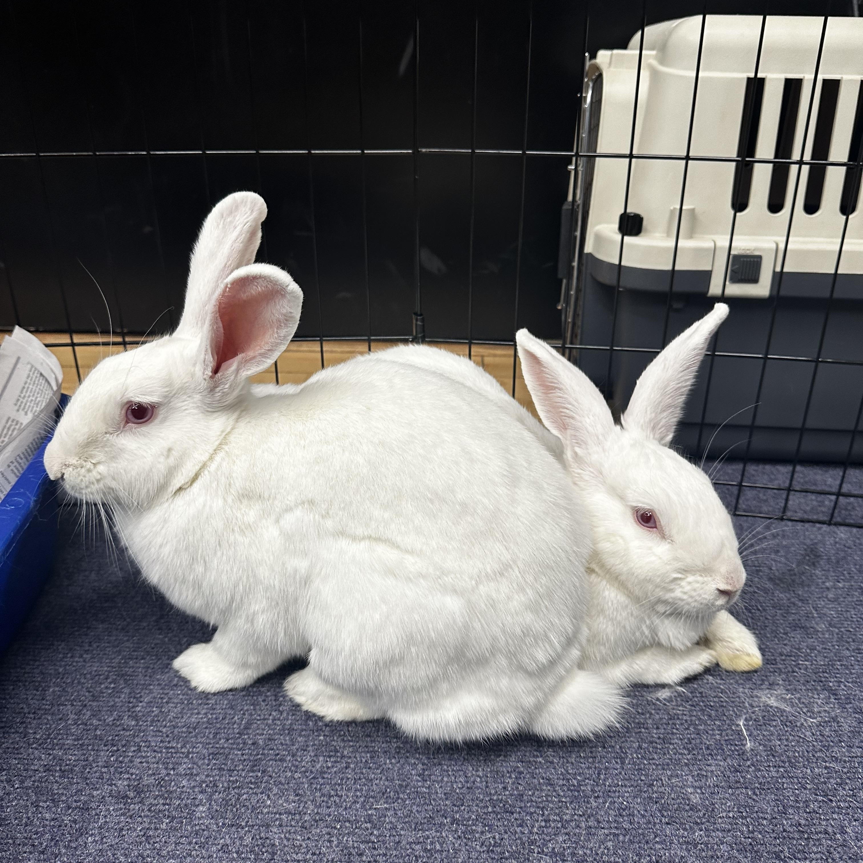 Enlarge BLIZZY & SERENITY, a Adoptable New Zealand in Teaneck, NJ image 5/6