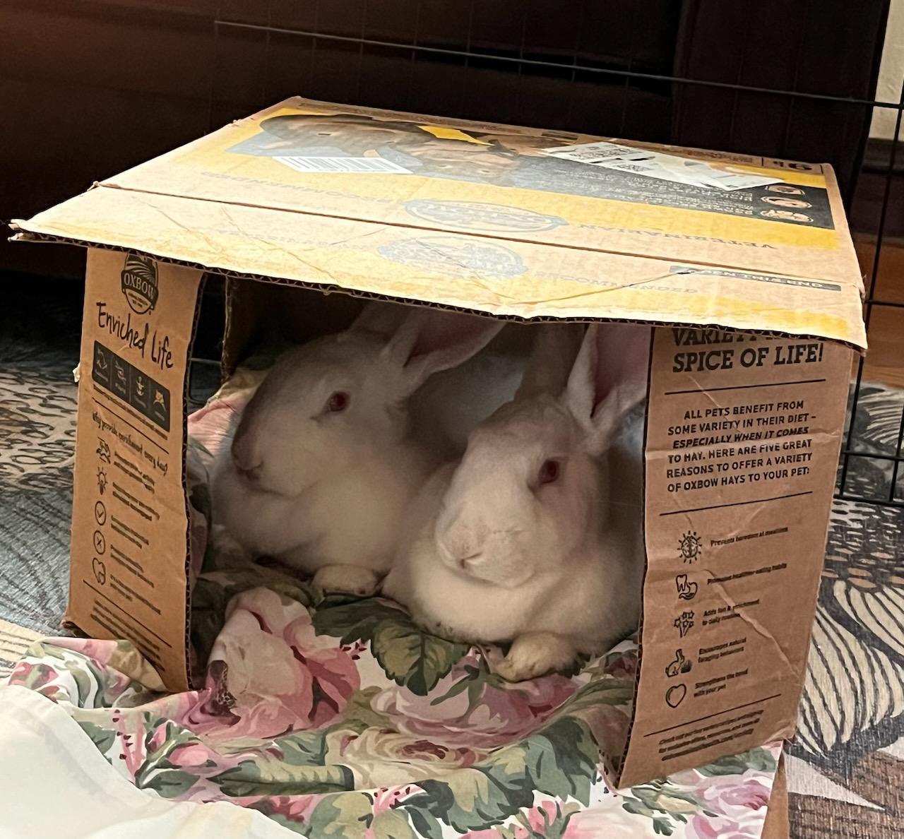 Enlarge BLIZZY & SERENITY, a Adoptable New Zealand in Forest Hills, NY image 6/6