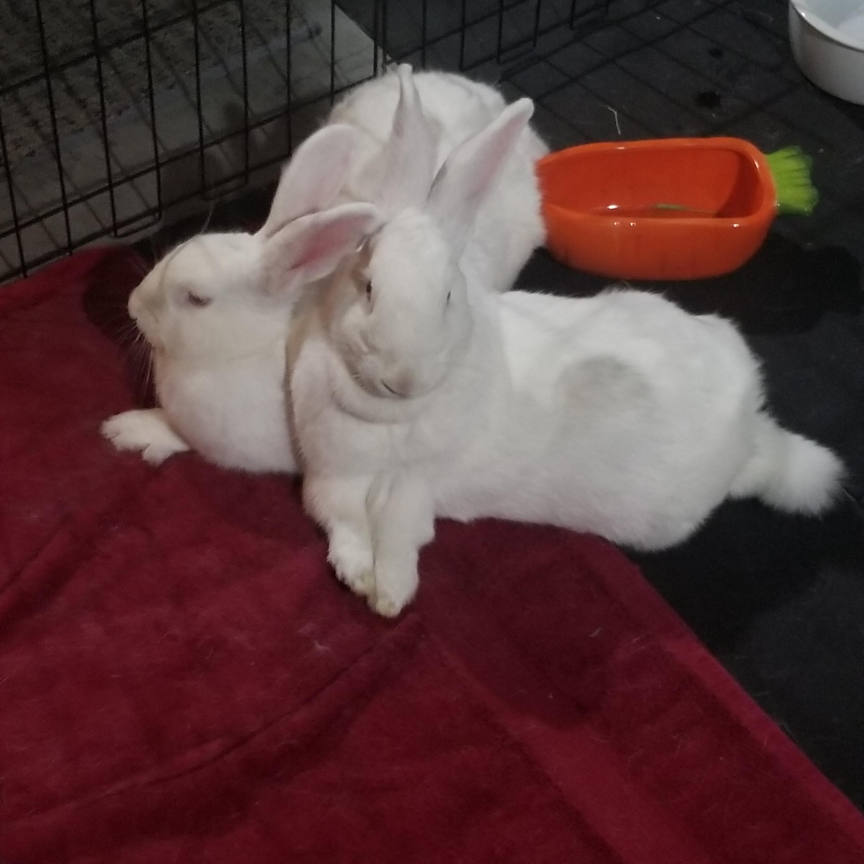 Enlarge BLIZZY & SERENITY, a Adoptable New Zealand in Teaneck, NJ image 6/6