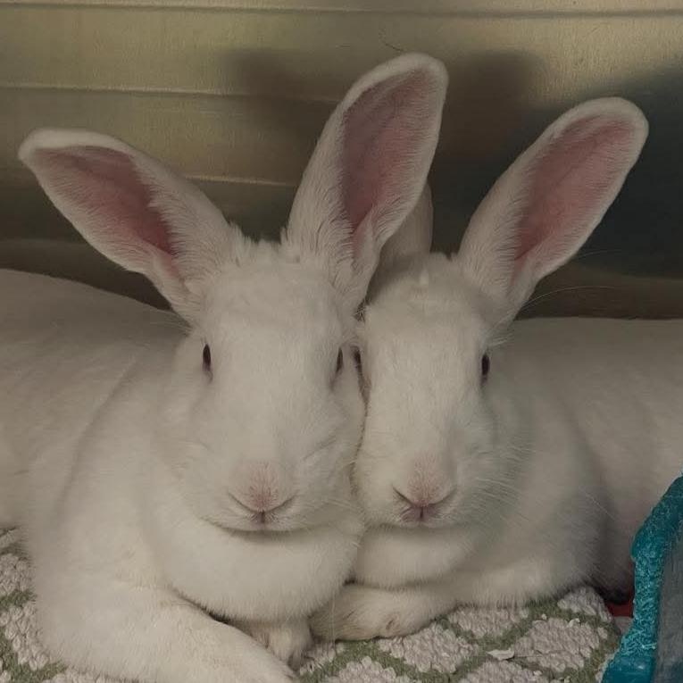 Enlarge BLIZZY & SERENITY, a Adoptable New Zealand in Forest Hills, NY image 1/6