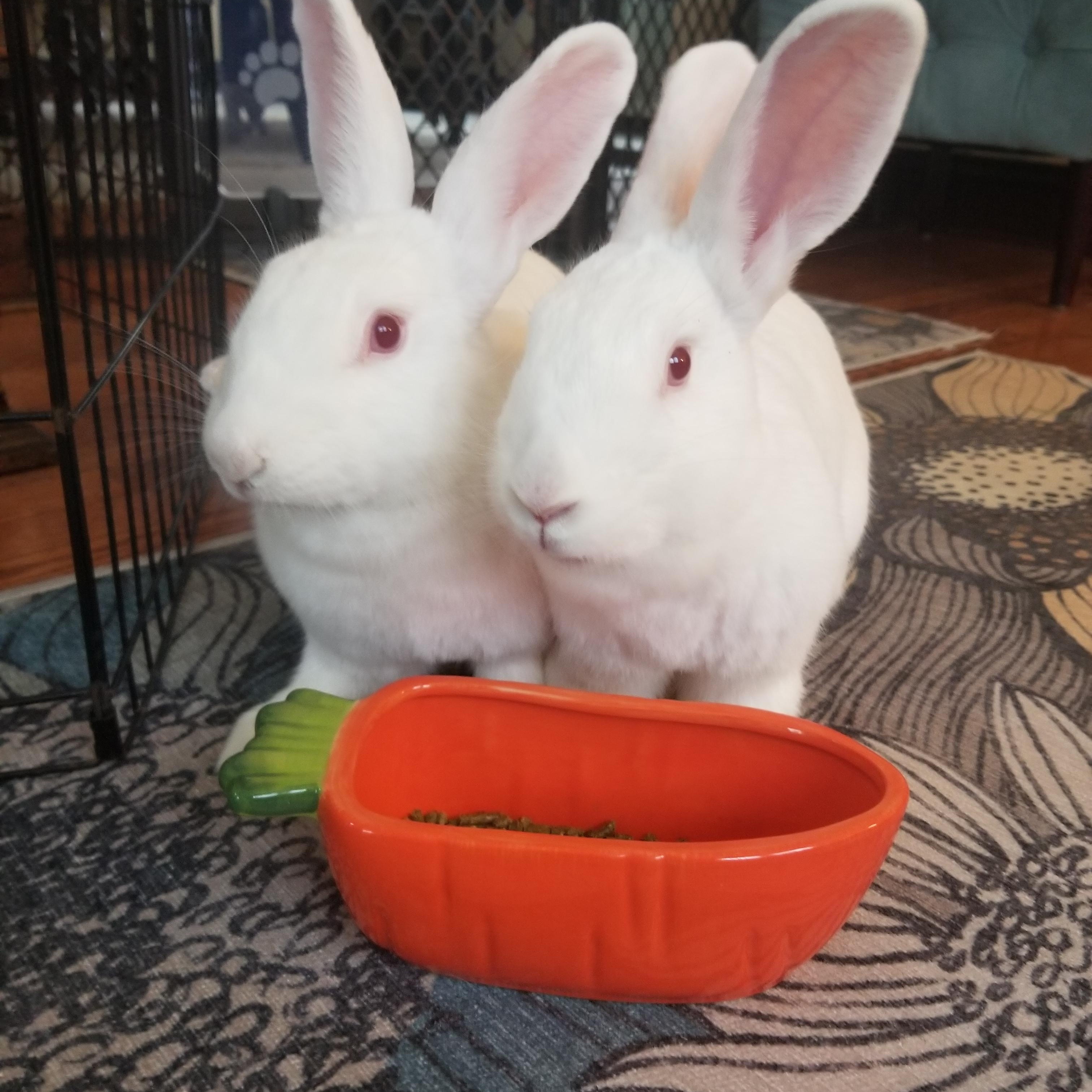 BLIZZY & SERENITY, Adoptable, Adult Female New Zealand.