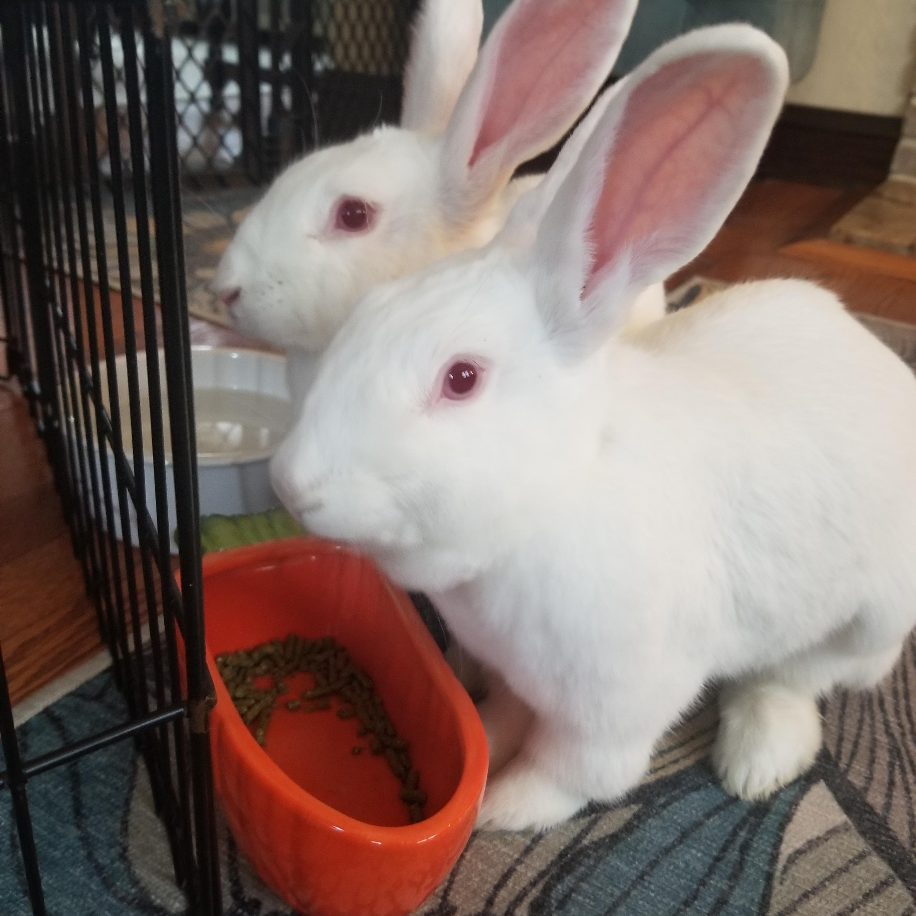 Enlarge BLIZZY & SERENITY, a Adoptable New Zealand in Forest Hills, NY image 3/6