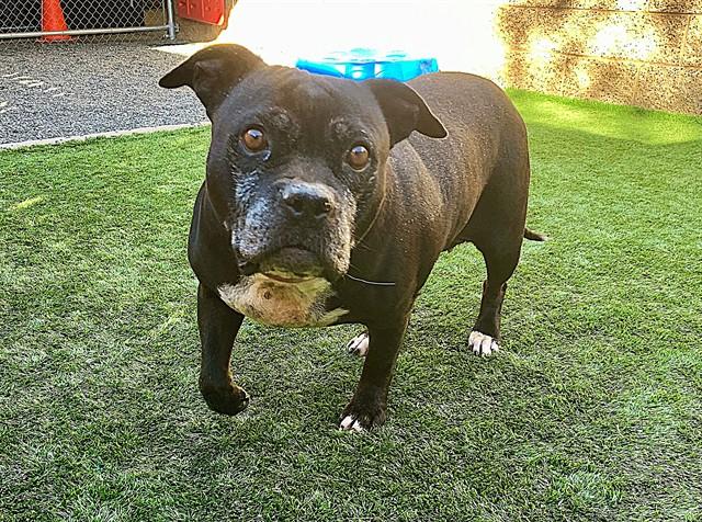 Enlarge MARU, a Adoptable Staffordshire Bull Terrier in Moreno Valley, CA image 1/1