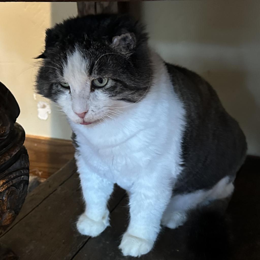 Tookie, Adoptable, Senior Male Domestic Long Hair.