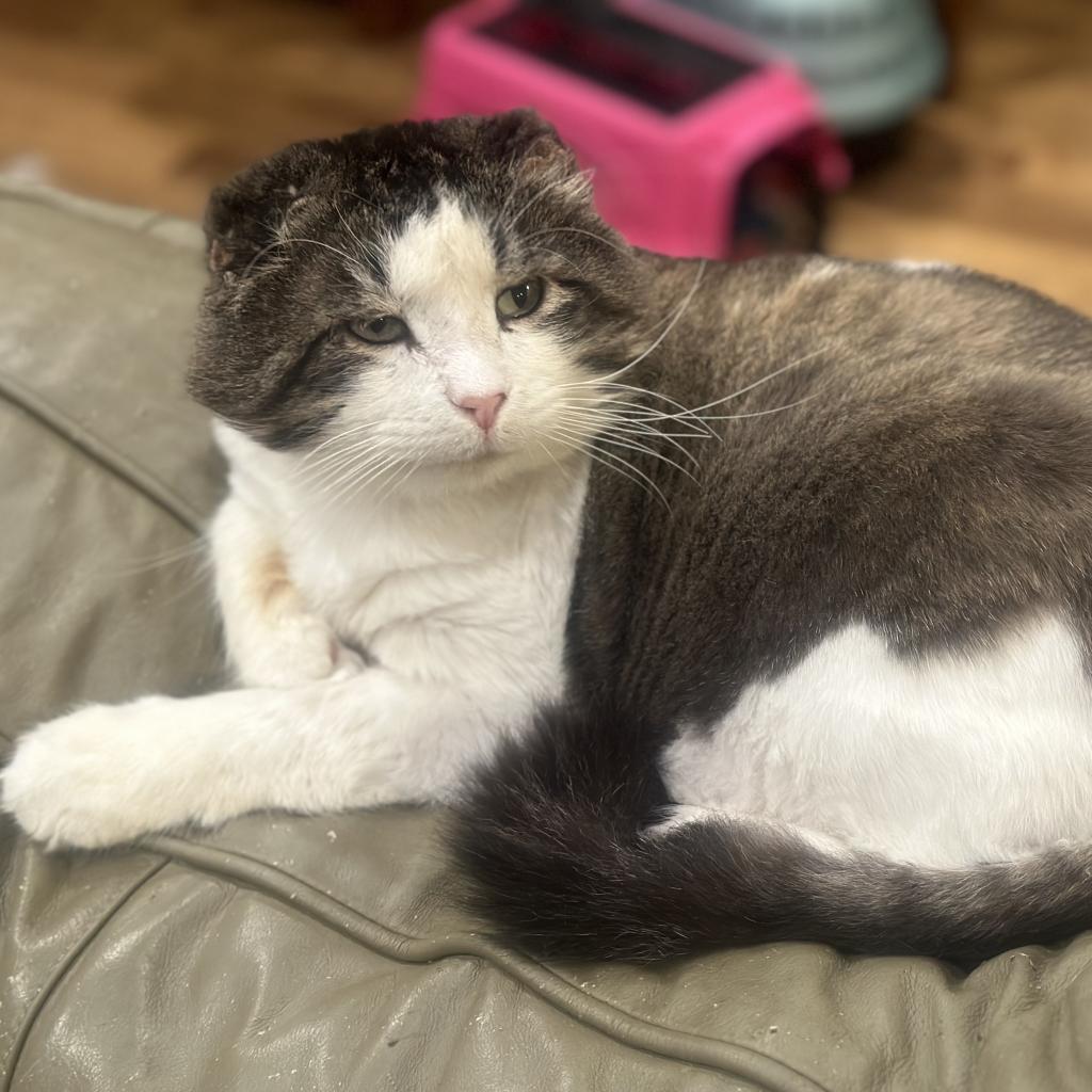Tookie, a Adoptable Domestic Long Hair in Grantsville, UT image 2/2