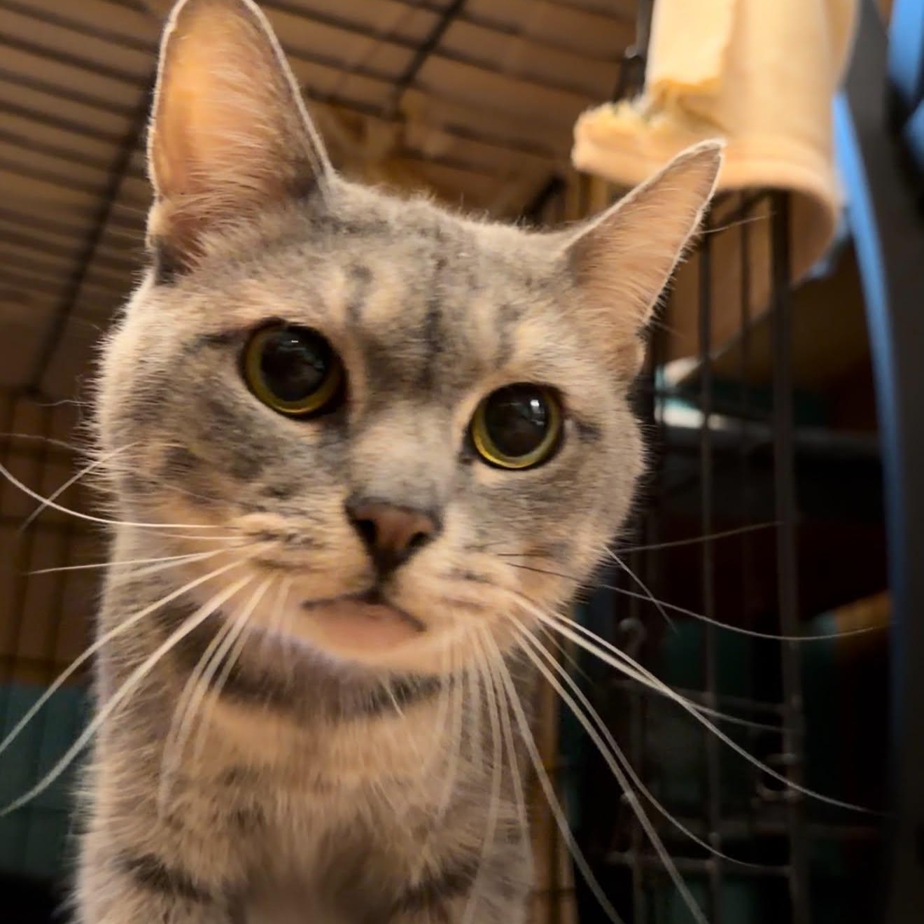 Stormy, Adoptable, Adult Male Domestic Short Hair.