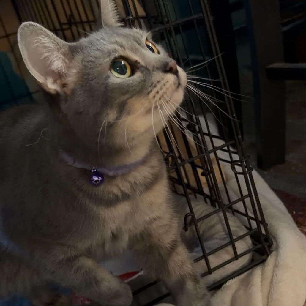 Enlarge Stormy, a Adoptable mixed breed in Oklahoma City, OK image 2/4