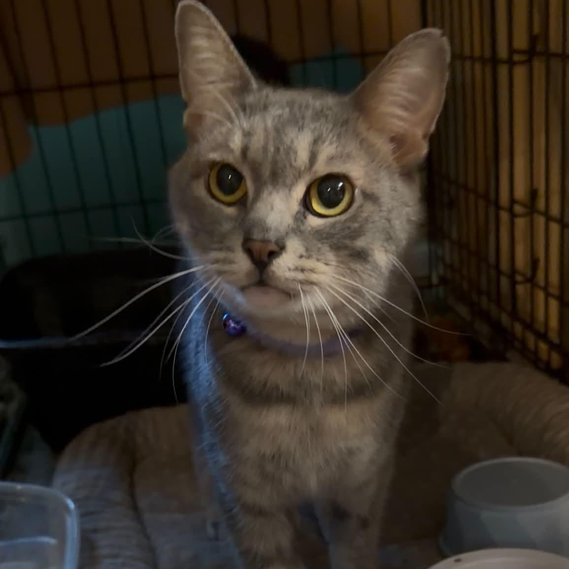 Enlarge Stormy, a Adoptable mixed breed in Oklahoma City, OK image 3/4
