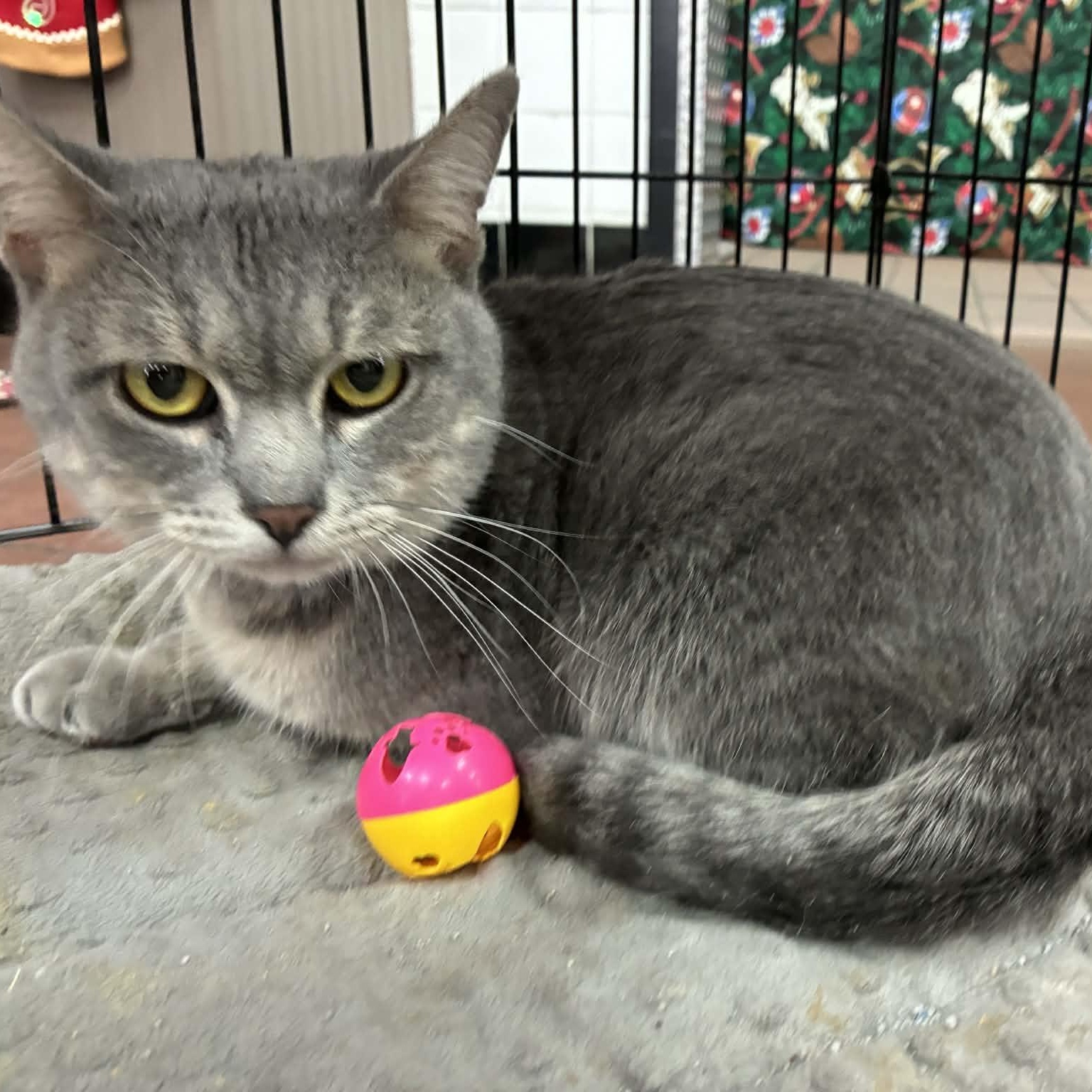 Stormy, ADOPTABLE, Adult Male Domestic Short Hair.