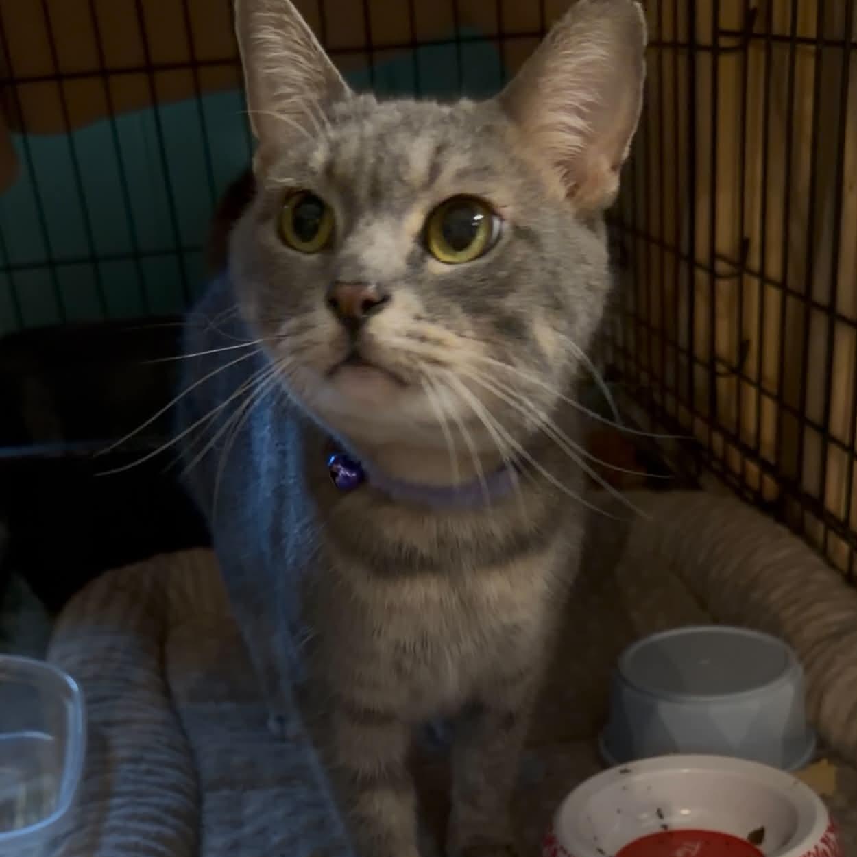 Enlarge Stormy, a Adoptable mixed breed in Oklahoma City, OK image 1/4
