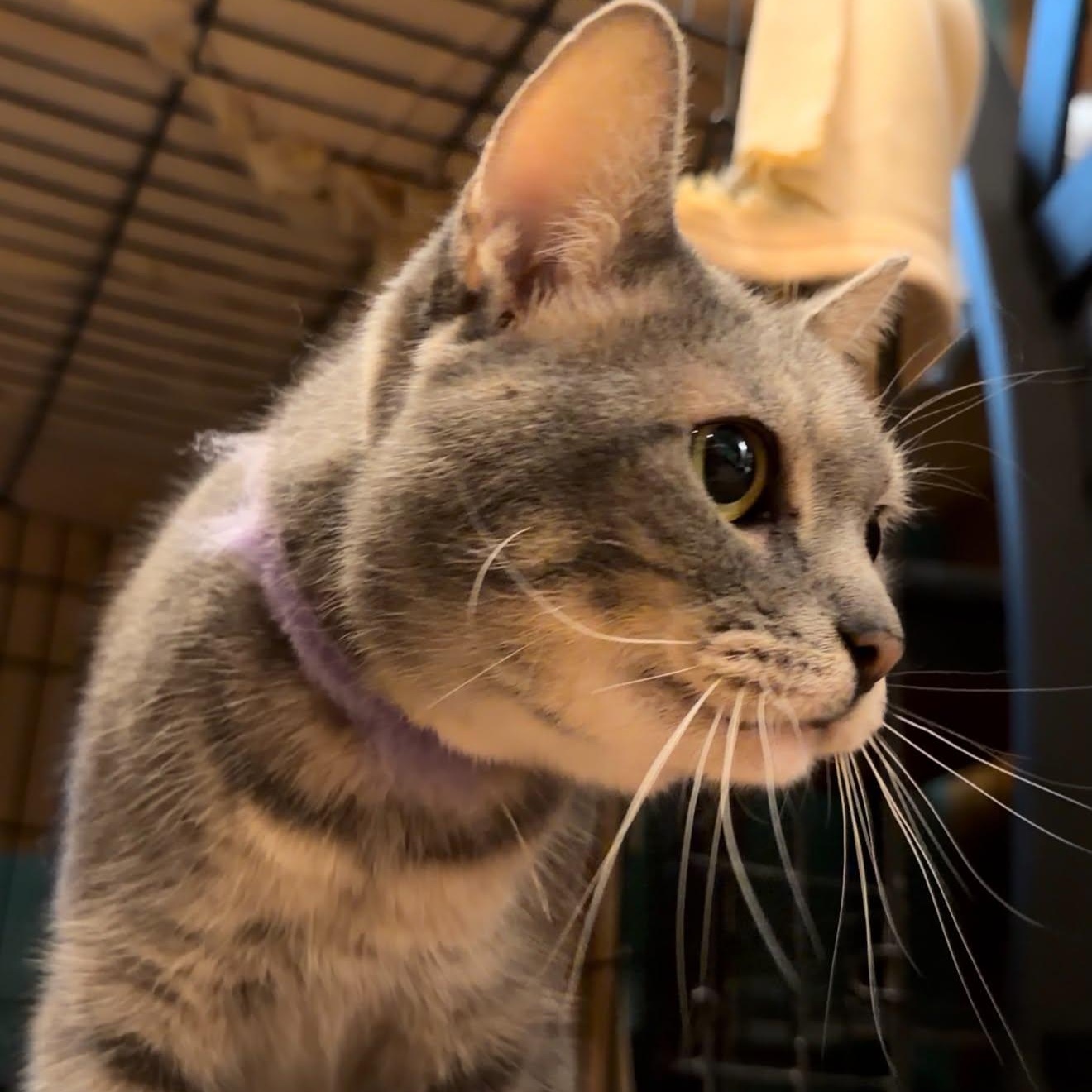 Enlarge Stormy, a Adoptable mixed breed in Oklahoma City, OK image 2/6