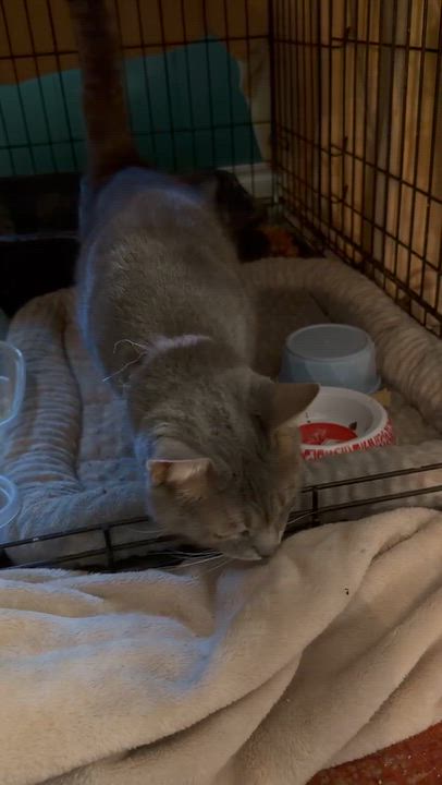Enlarge Stormy, a Adoptable mixed breed in Oklahoma City, OK video 4/4