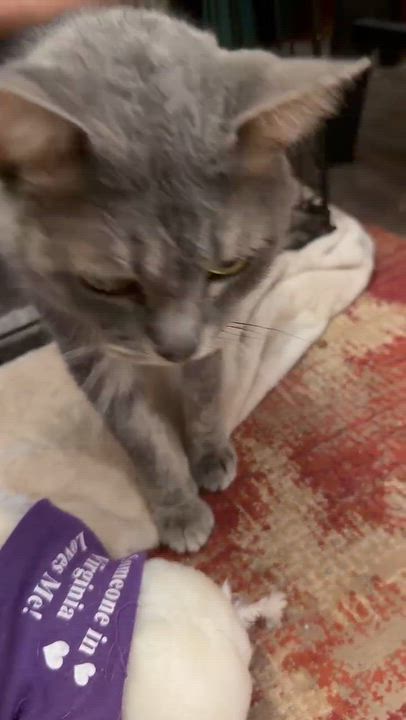 Enlarge Stormy, a Adoptable mixed breed in Oklahoma City, OK video 5/6