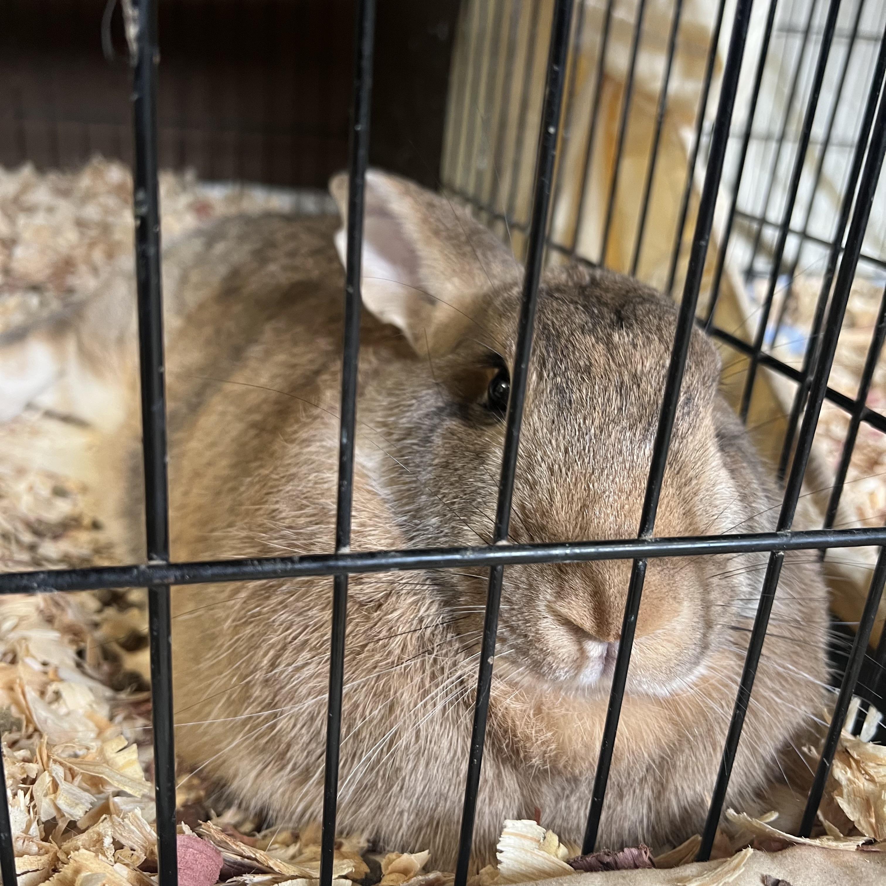 Grace Hoppy, an adopted Flemish Giant in Fairmont, MN image 5/5