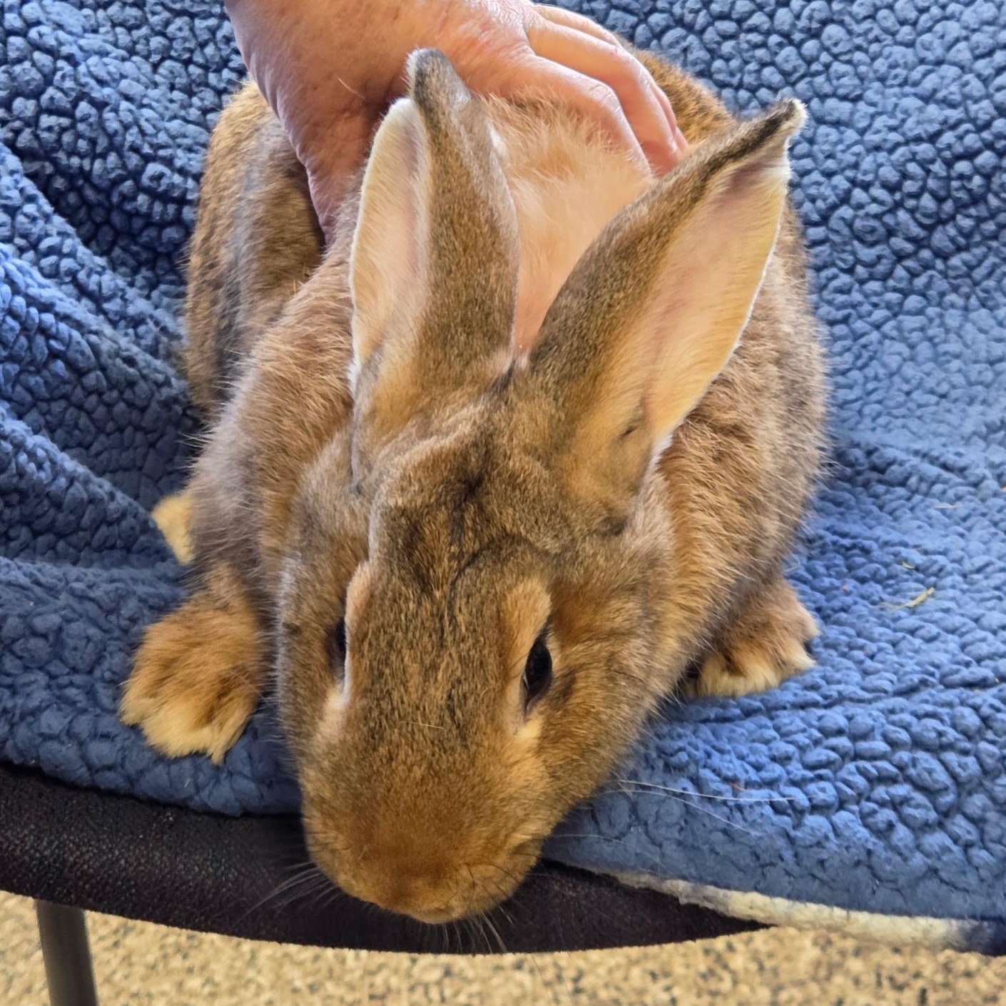 Grace Hoppy, an adopted Flemish Giant in Fairmont, MN image 4/5