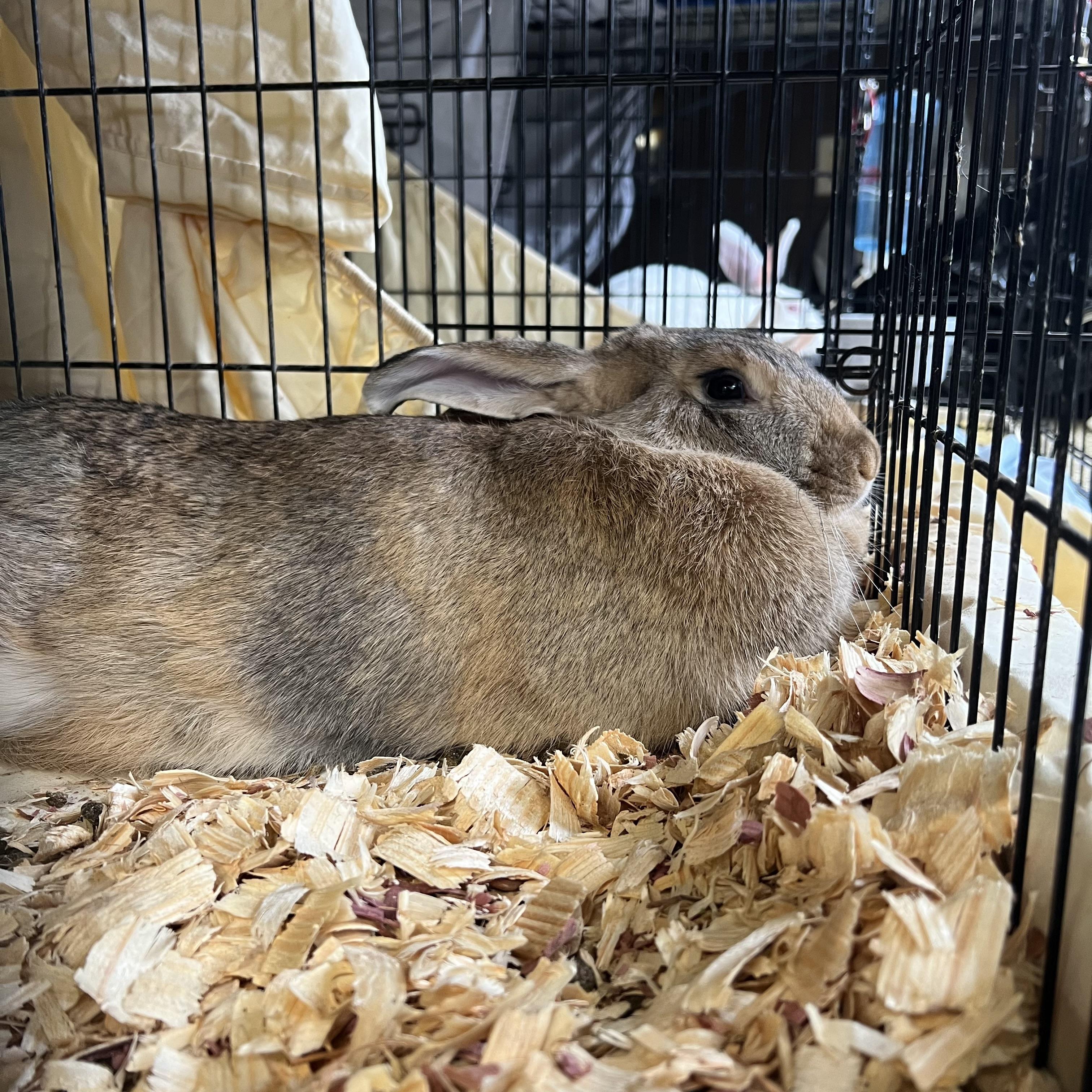 Grace Hoppy, an adopted Flemish Giant in Fairmont, MN image 1/5