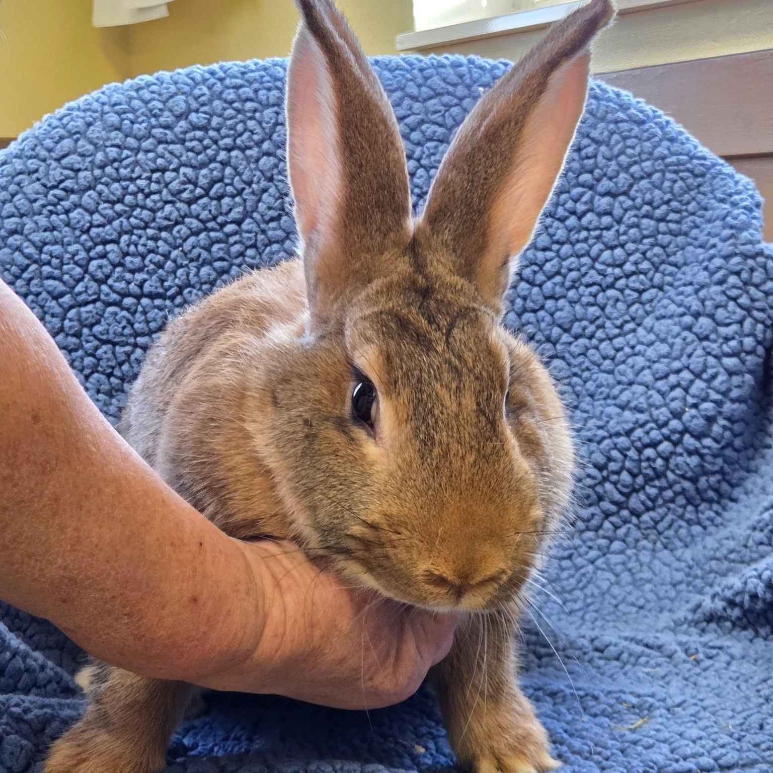 Grace Hoppy, an adopted Flemish Giant in Fairmont, MN image 2/5