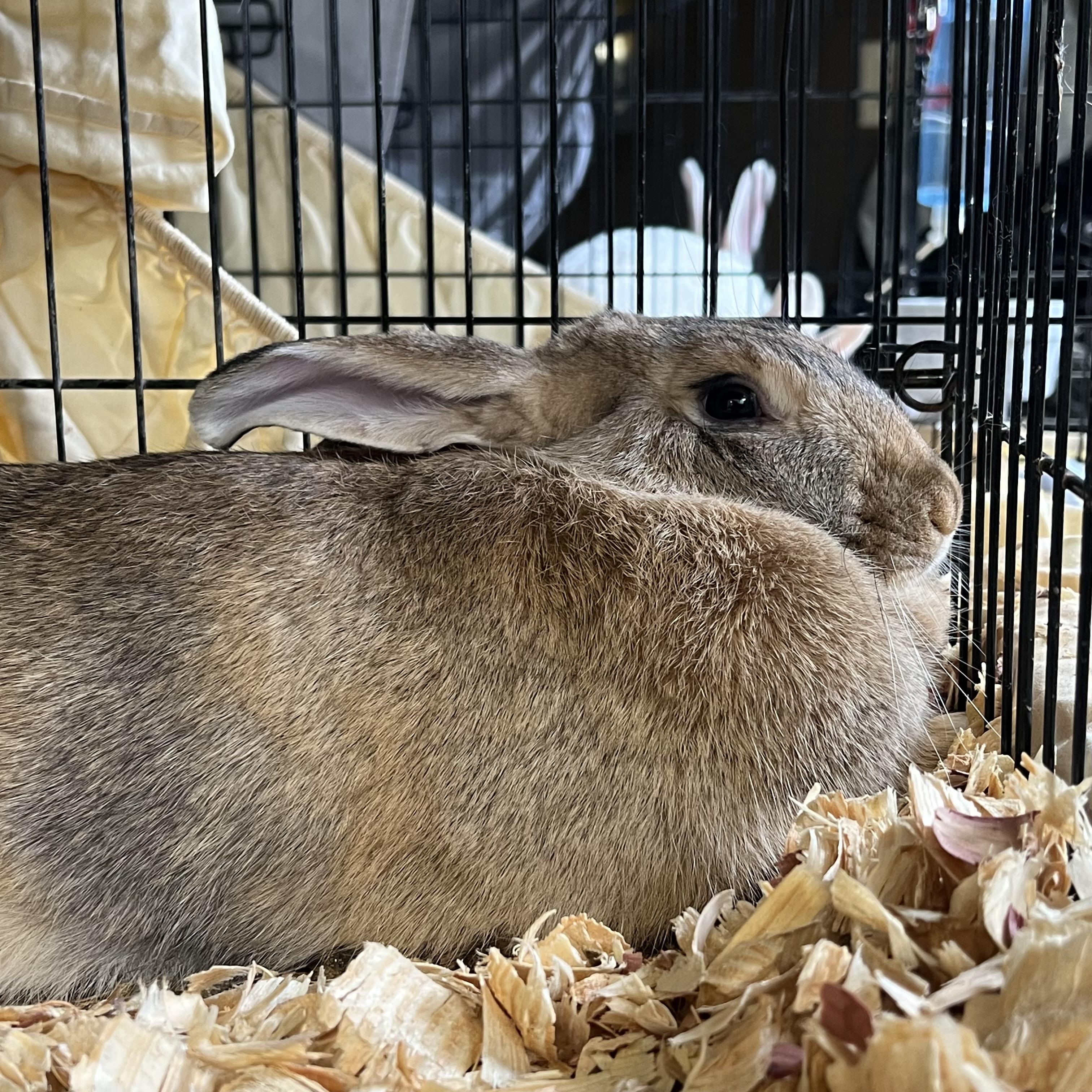 Grace Hoppy, an adopted Flemish Giant in Fairmont, MN image 3/5