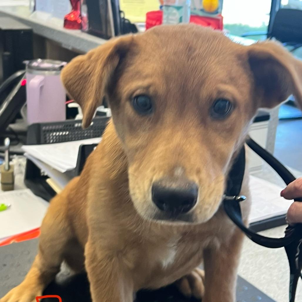 Enlarge Red, a Adoptable mixed breed in Marshall, TX image 1/1