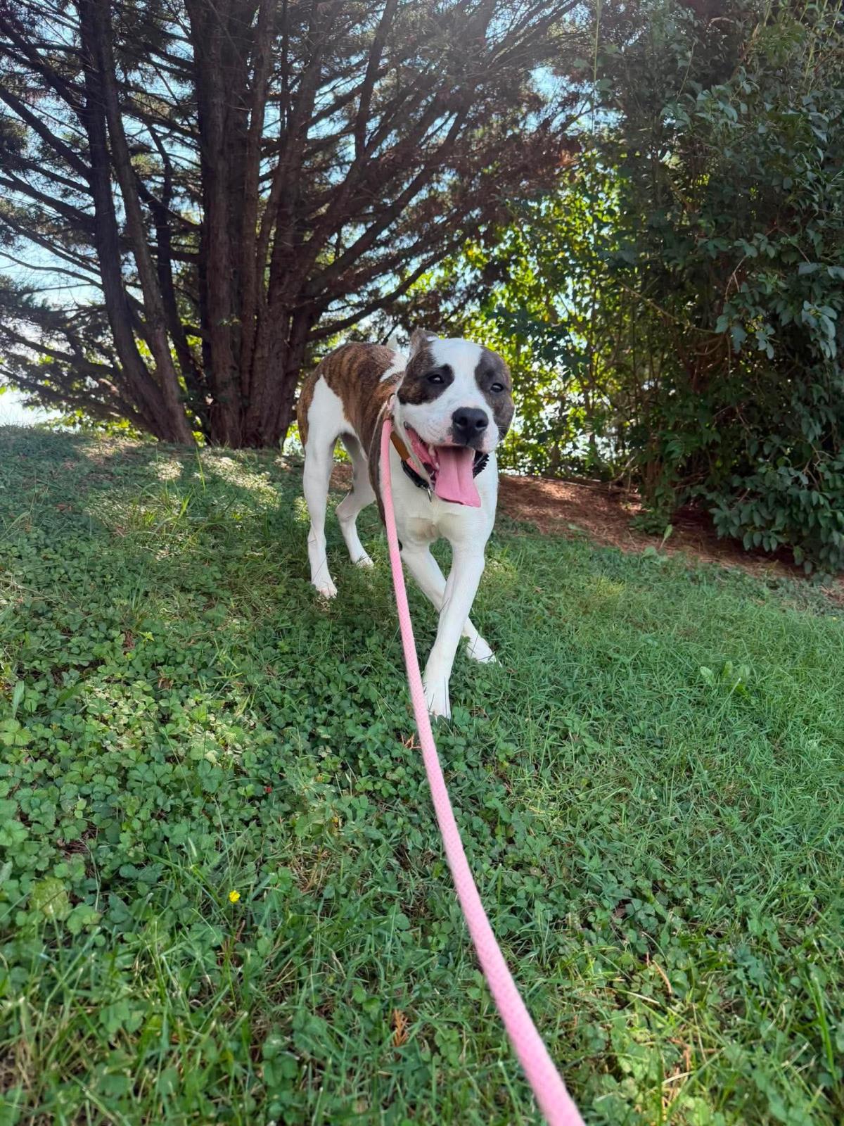 Enlarge Curry, a Adoptable mixed breed in Front Royal, VA image 1/4