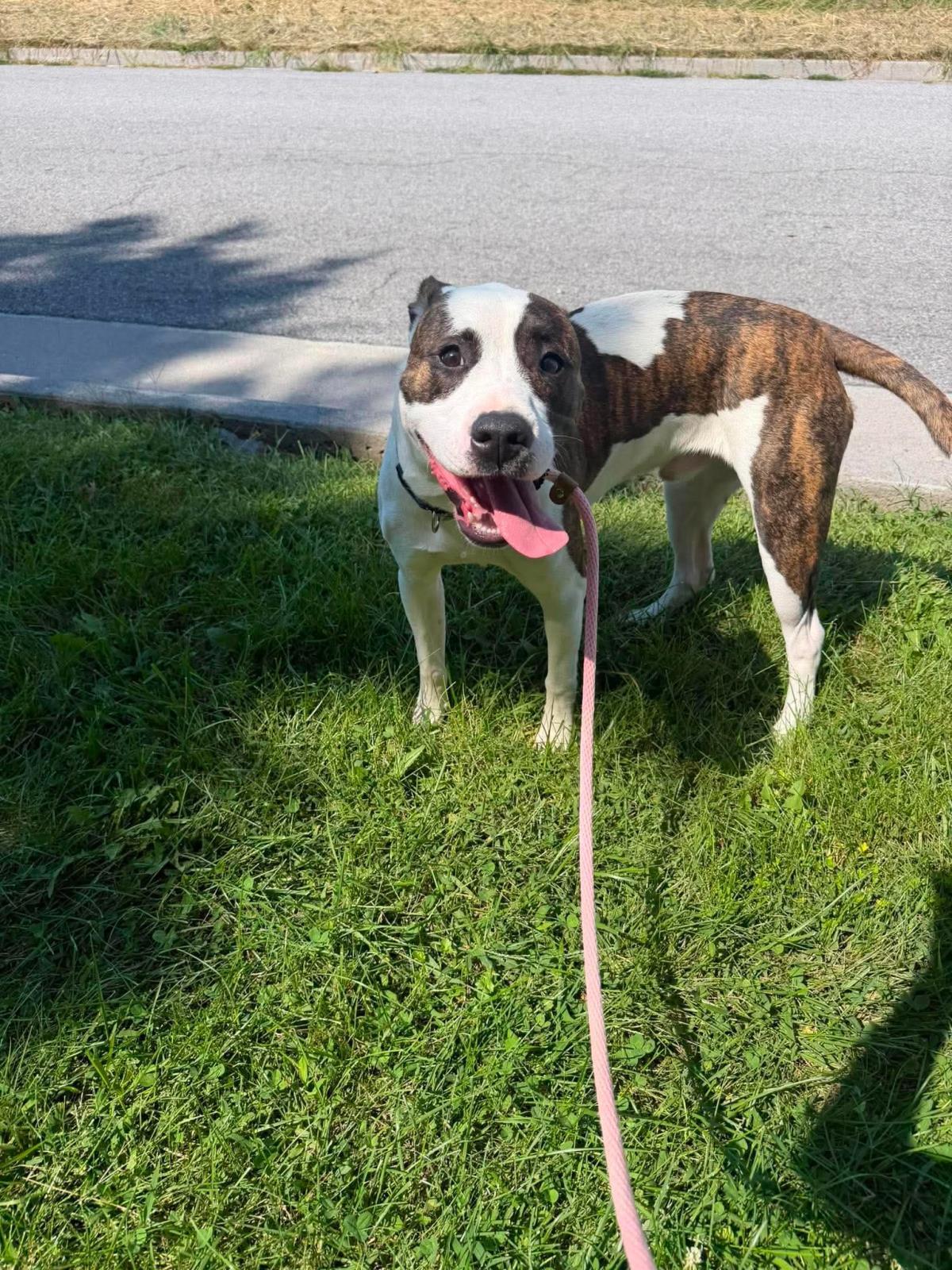 Enlarge Curry, a Adoptable mixed breed in Front Royal, VA image 2/4